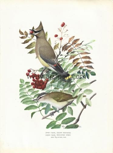 Sedir Ağda (Cedar Waxwing) - Kırmızı Gözlü Vireo (Red Eyed Vireo) Krom