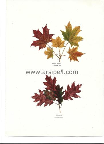 Hard Maple Red Oak Yaprakları Kromotilografi Orjinal Baskı Levha