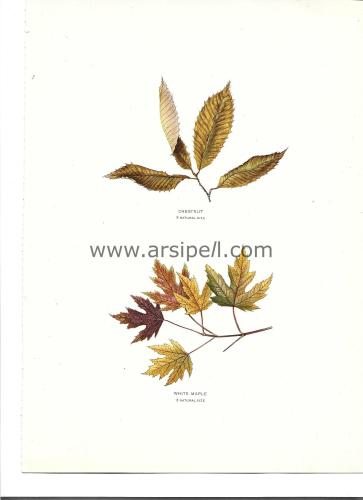 Chestnut - White Maple Yaprakları Kromotilografi Orjinal Baskı Levha