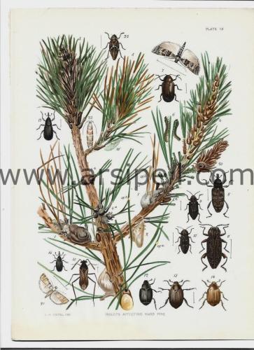 Ağacı Etkileyen Böcekler (3) / Insects Affecting Hard Pine Orjinal Kro