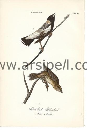 Kamış Kuşu Orjinal baskı Levha / Reed Bird Baboolink 1890s