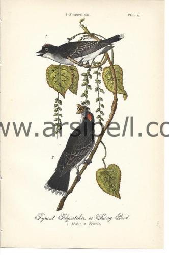 Tiran Kuşu veya Kral Kuş Orjinal baskı Levha / Tyrant Flycatcher Or Ki