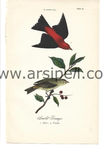 Kara Kanatlı Tangara Kuş Orjinal baskı Levha / Scarlet Tanager Bird 18