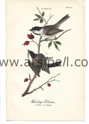 Siyah Şapkalı Kuş Orjinal baskı Levha / Blackcap Titmouse 1890s